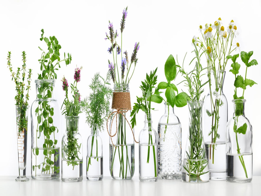 What is Phyto and Why is it Good for Our Skin and Hair?