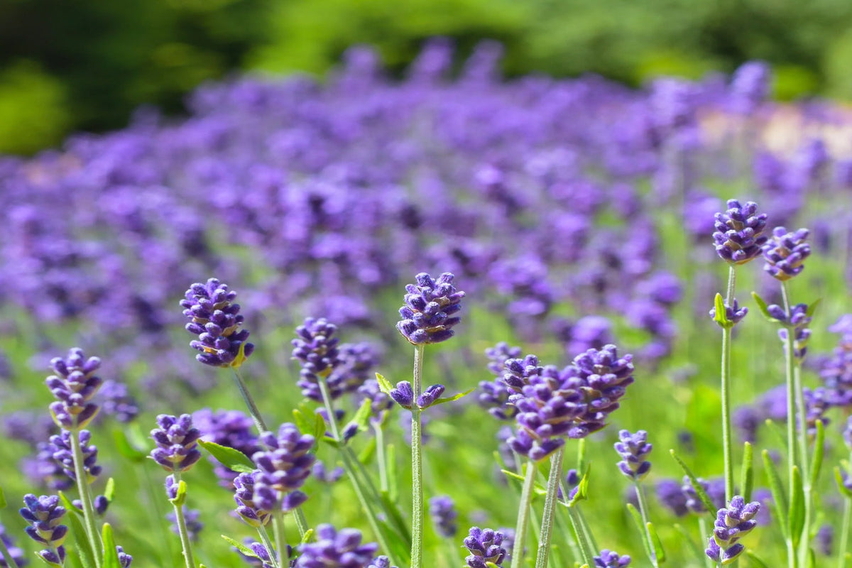Why Lavender Is a Body Care Favorite: More Than Just a Beautiful Scent