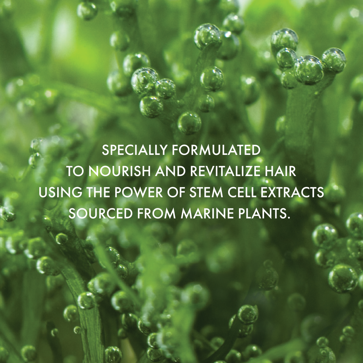 Age Defying Shampoo / Plant Stem Cell / Pro Size